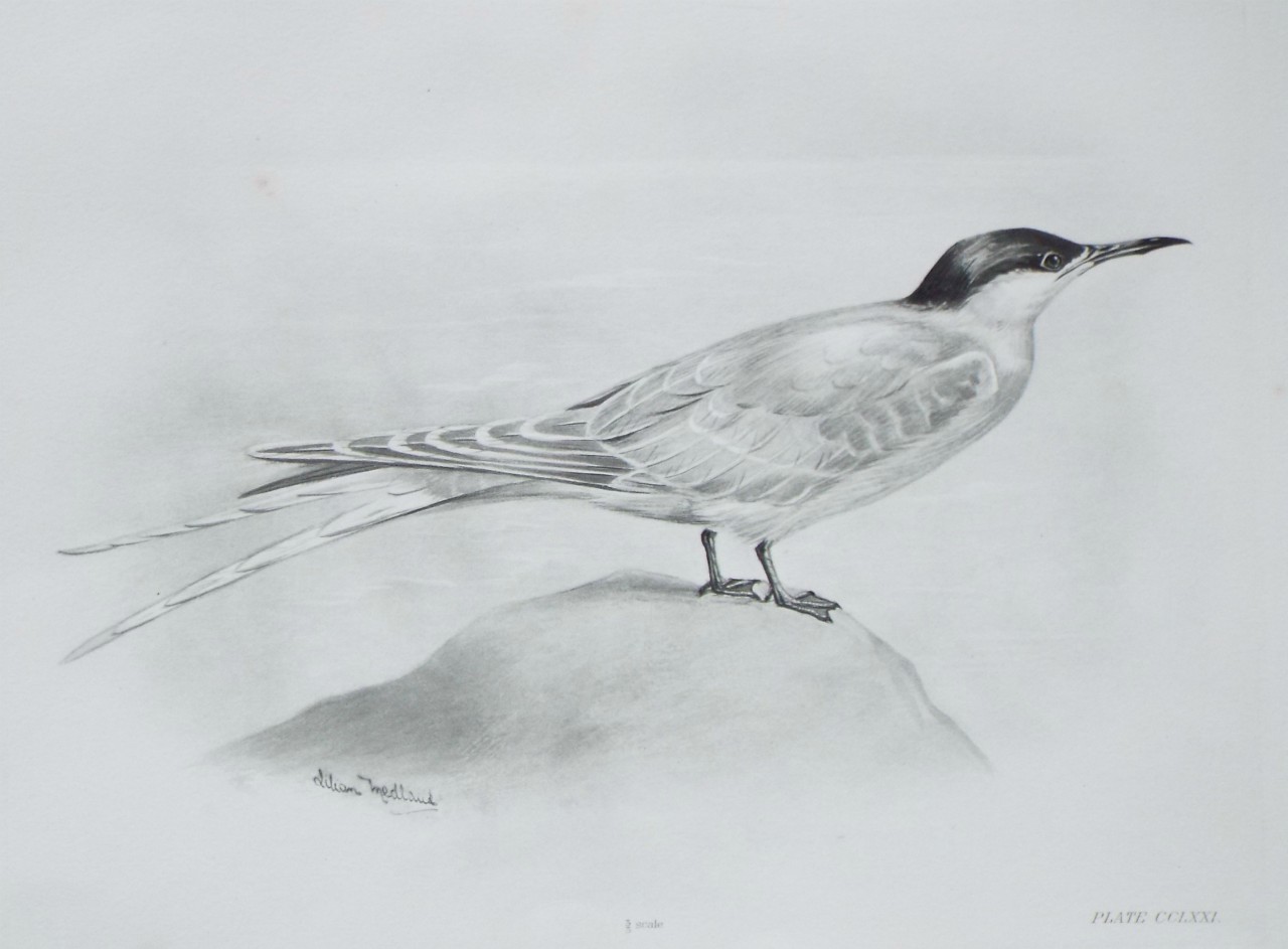 Gravure - Tern?