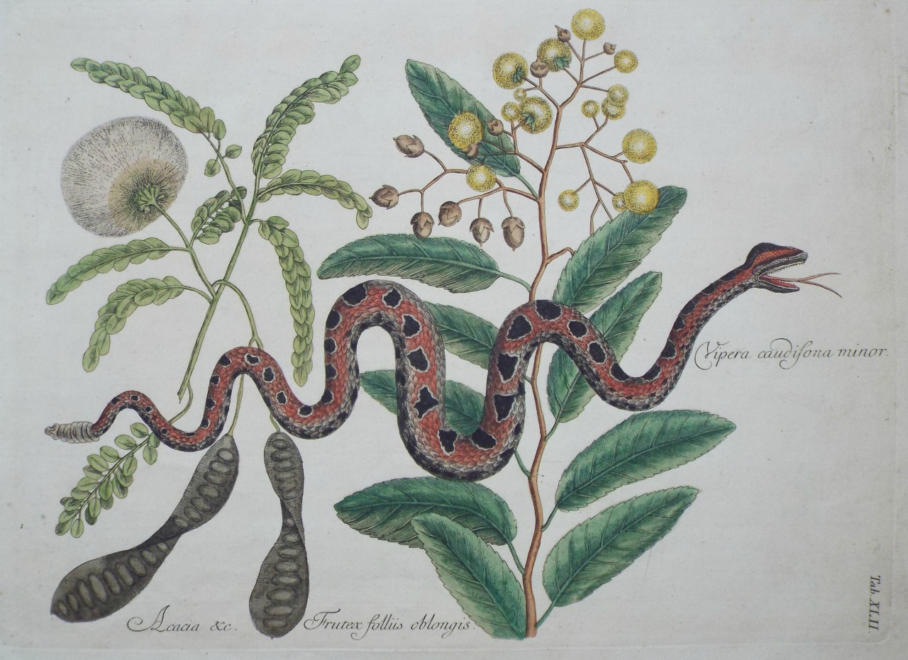 Print - Vipera caudisona minor. Acacia &c. Frutex folliis oblongis.Snake