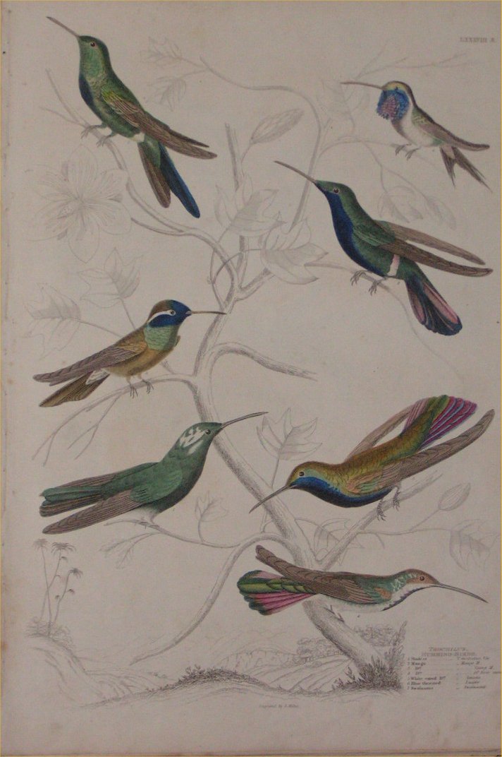 Print - 088b Trochillus, Humming Birds - Milne