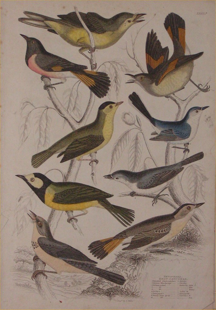 Print - 023 Setophaga, Gnat-Catchers - Milne