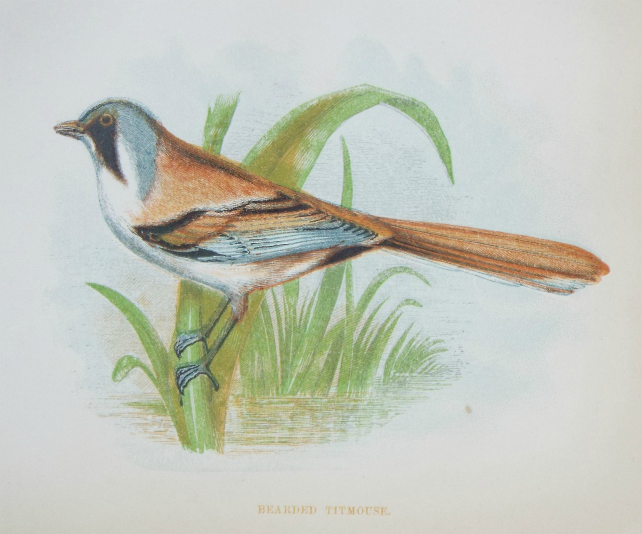 Chromo-lithograph - Bearded Titmouse.