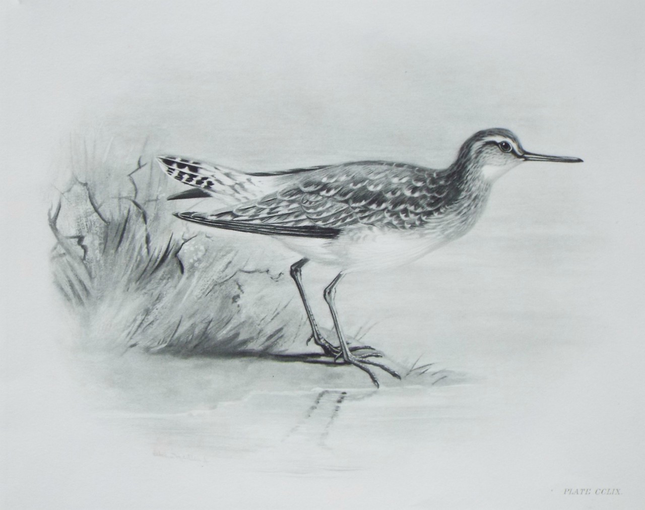 Gravure - Sandpiper?