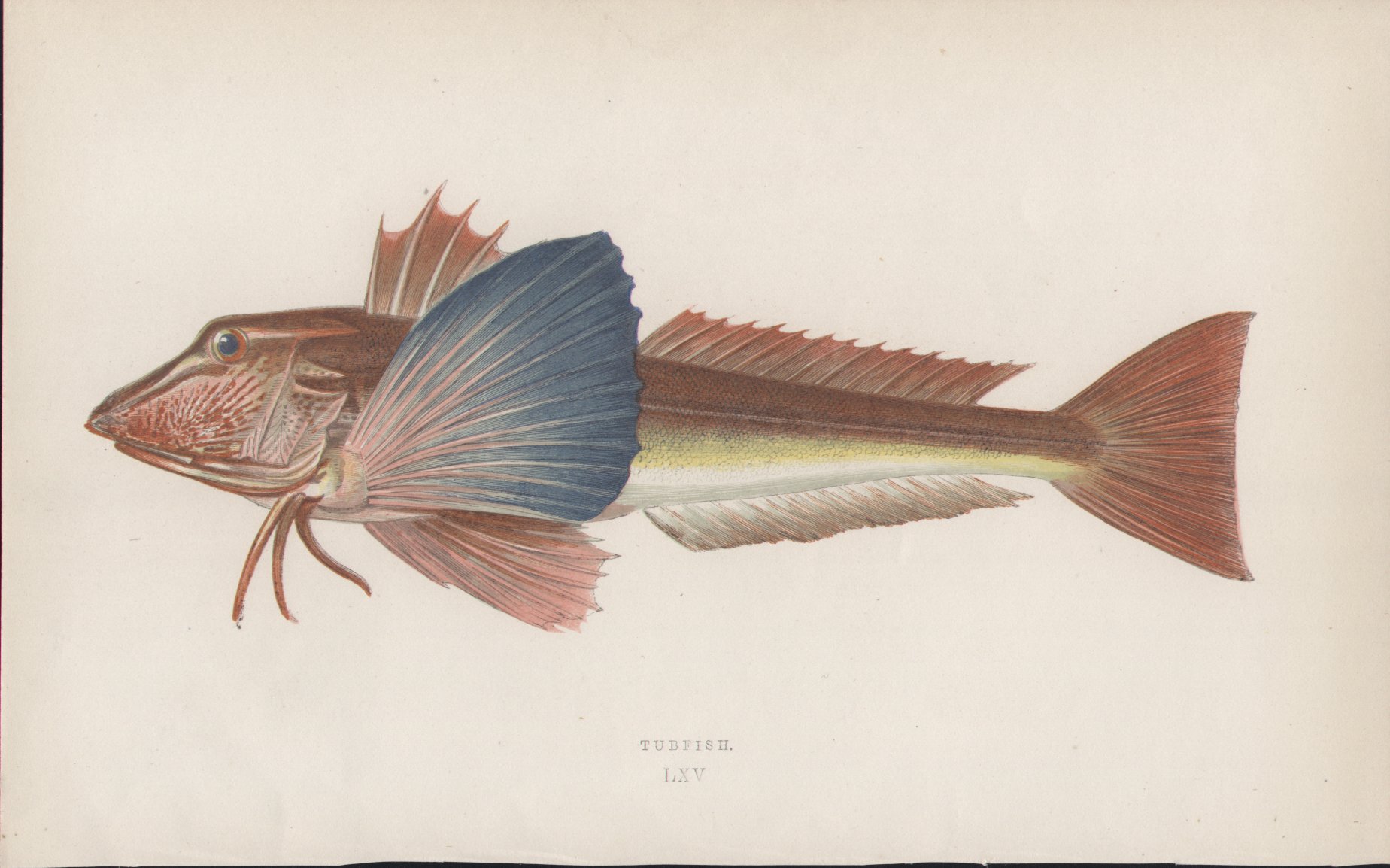 Chromolithograph - 065 Tubfish. LXV - Fawcett