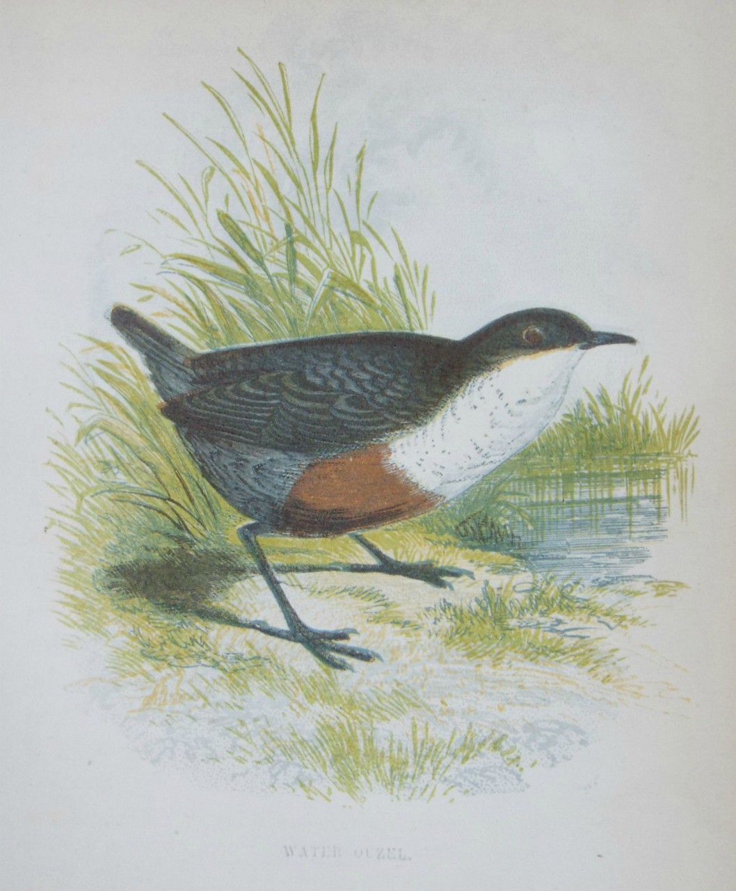 Chromo-lithograph - Water Ouzel.