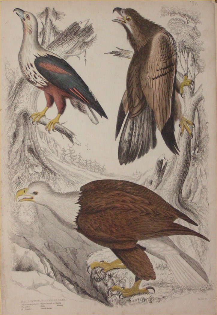 Print - 063 Halaietus, Fisher-Eagles - Milne