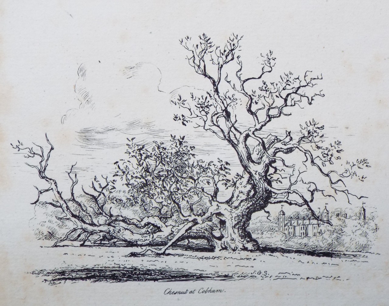 Etching - Chesnut at Cobham. - Strutt