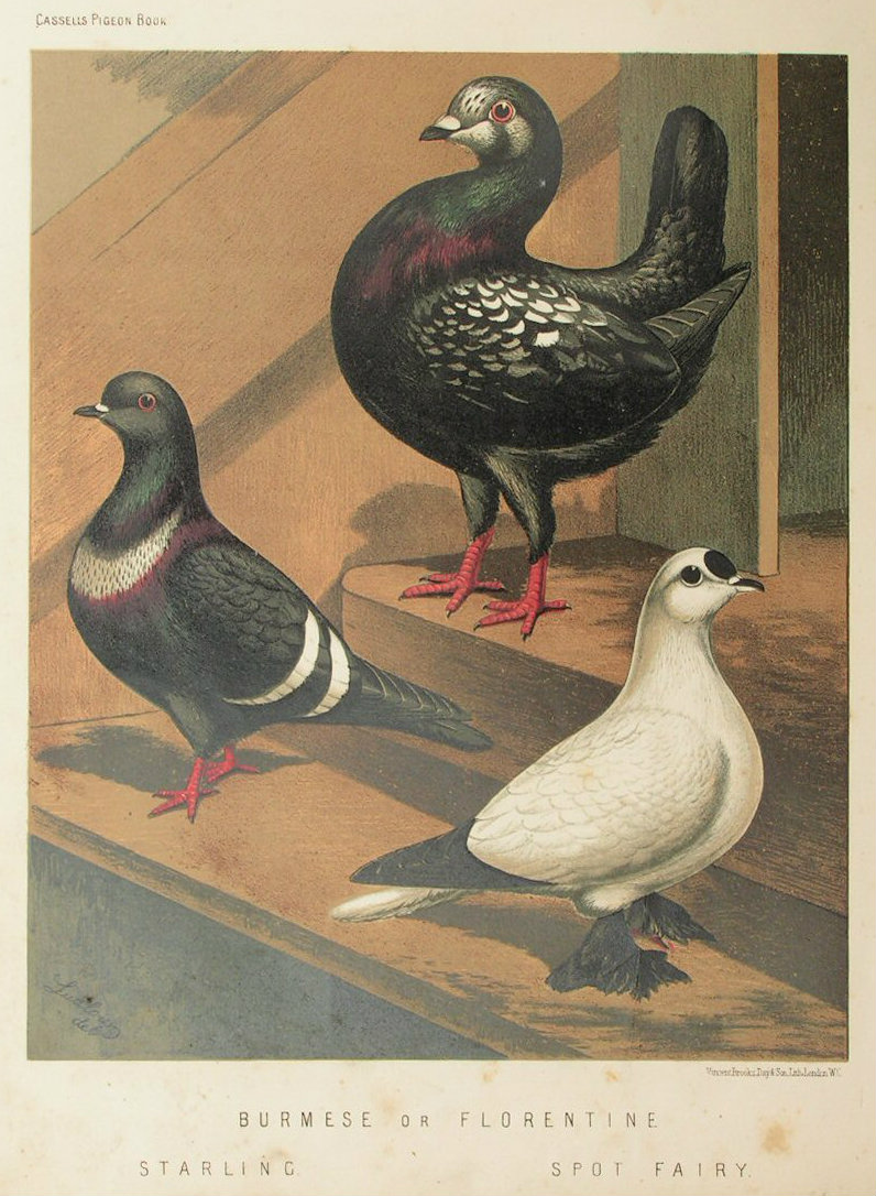 Chromolithograph - Burmese or Florentine. Starling, Spot Fairy