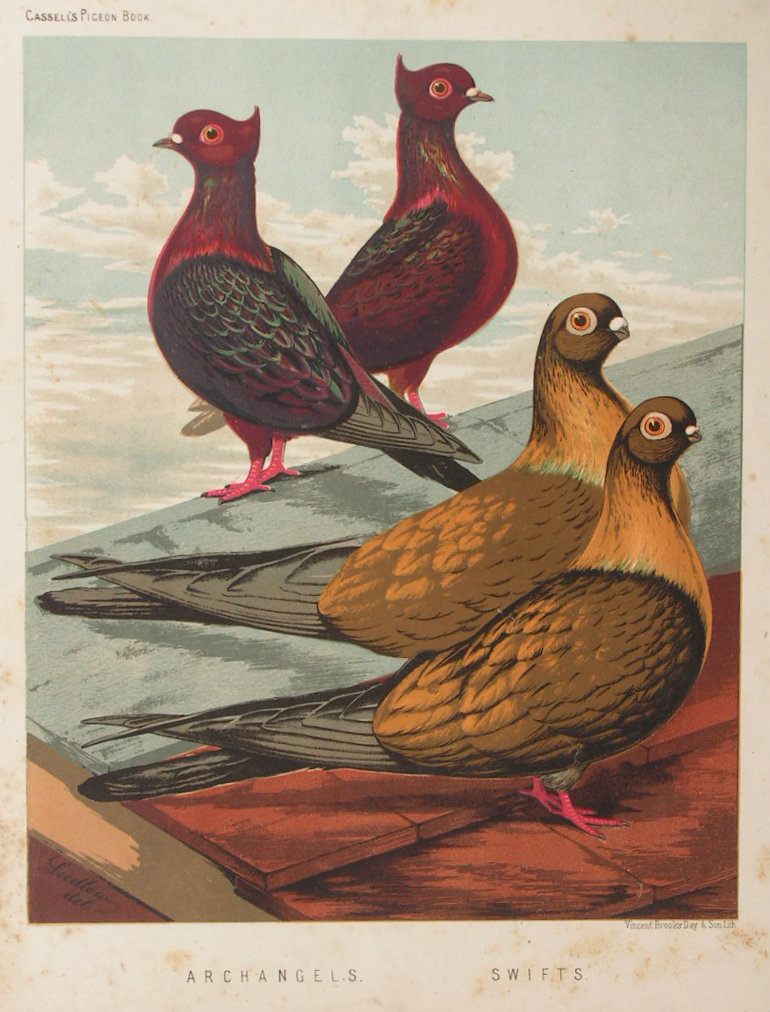 Chromolithograph - Archangels. Swifts