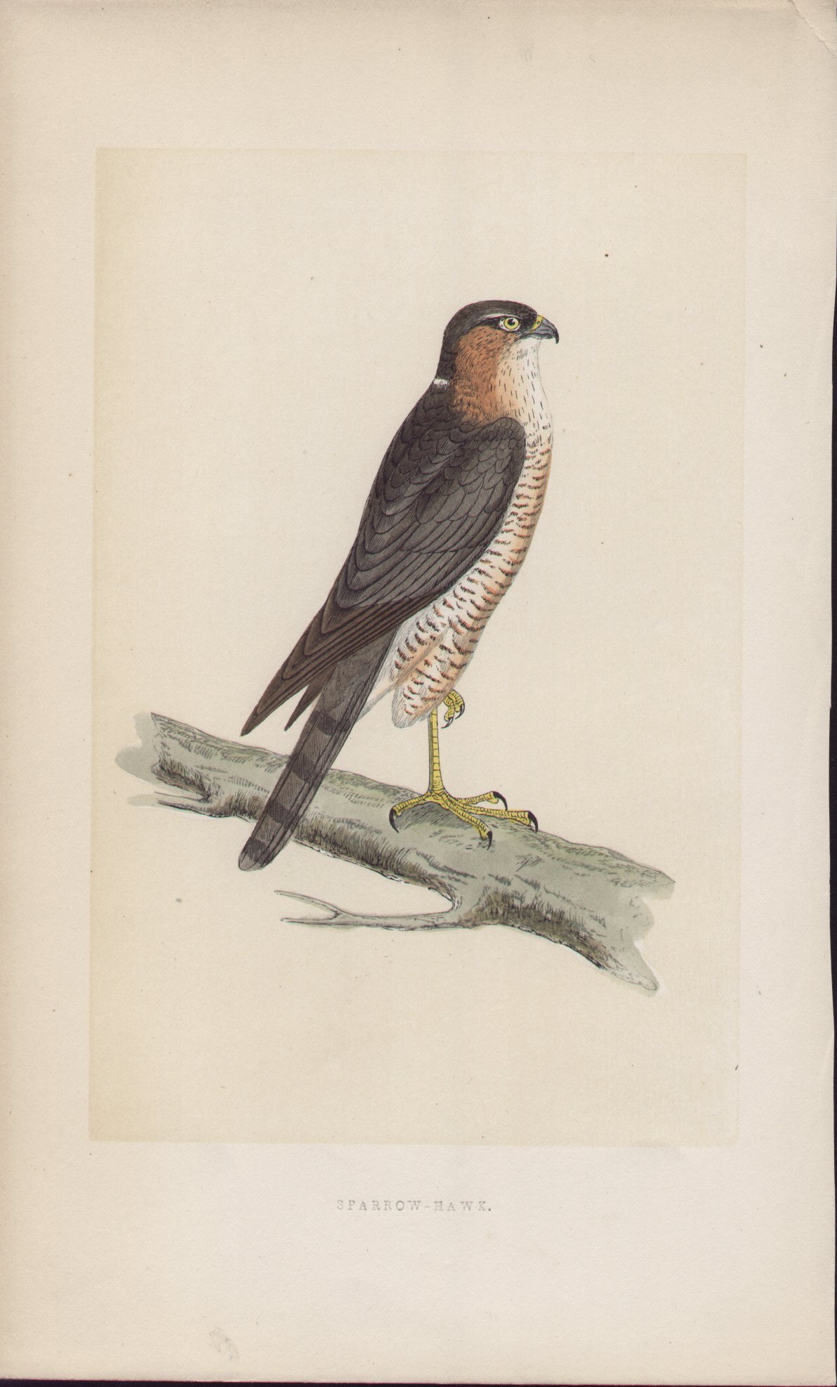 Wood - Sparrow-hawk - Fawcett
