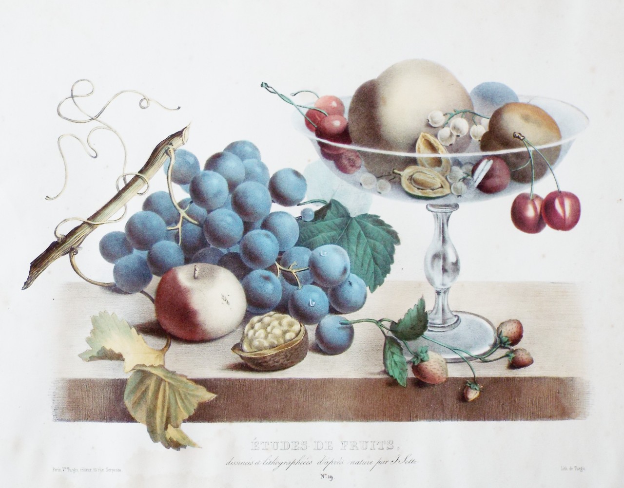 Lithograph - Etudes de Fruits, dessinees et lithographees d'apres nature par J. Sette. No. 19. - Sette