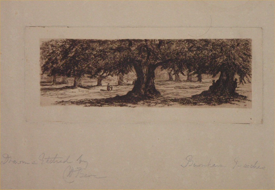 Etching - Burnham Beeches - Berc