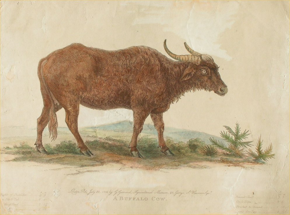Print - A Buffalo Cow