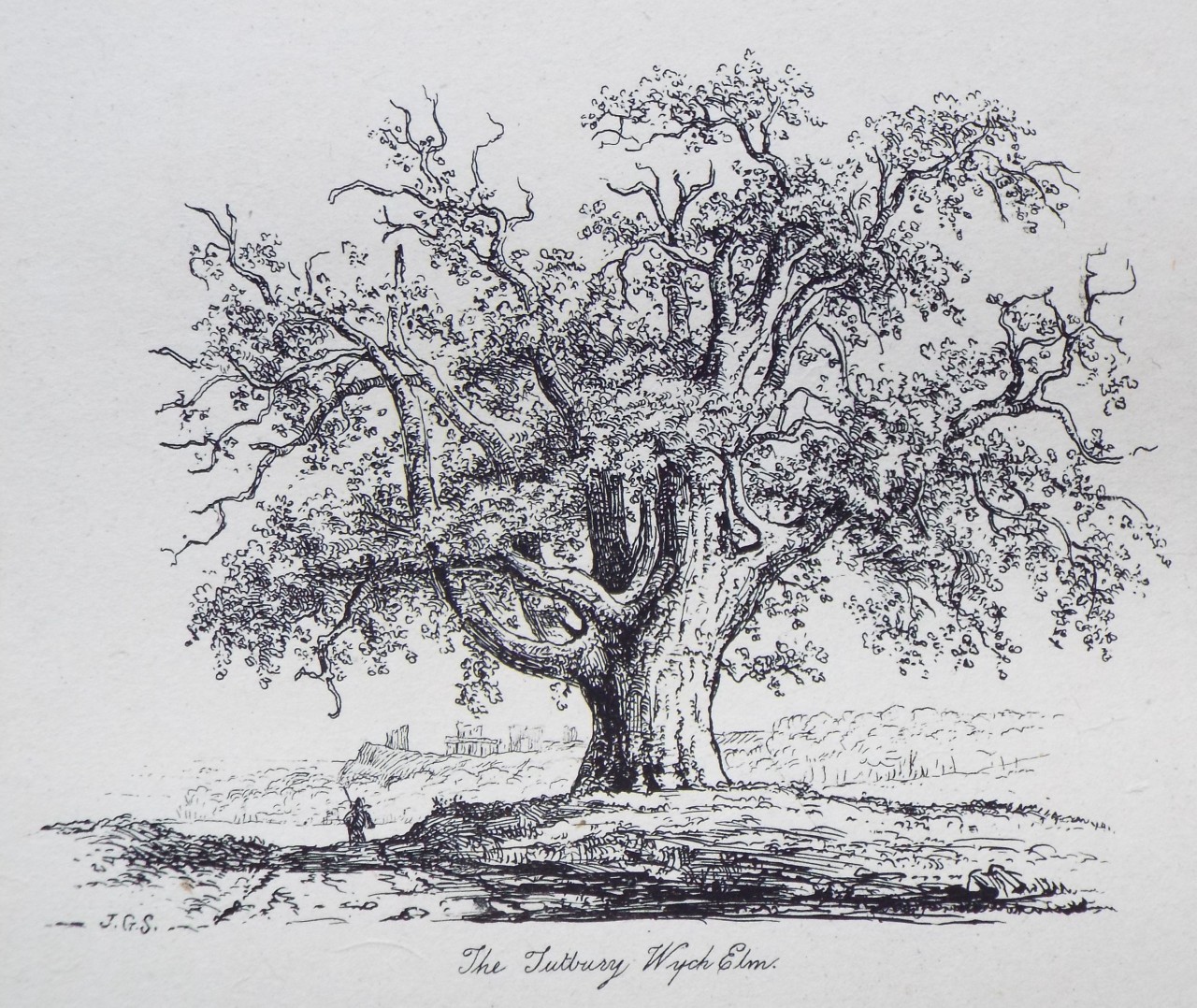 Etching - The Tutbury Wych Elm. - Strutt