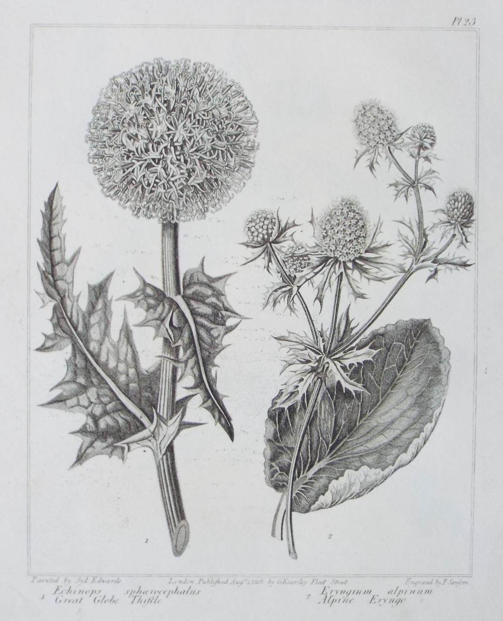 Print - 1 Echinops sphaerocephalus Great Globe Thistle | 2 Eryngium alpinum Alpine Eryngo - Sansom