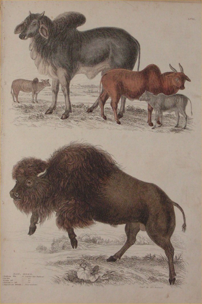 Print - 017 Bos, Oxen - Milne