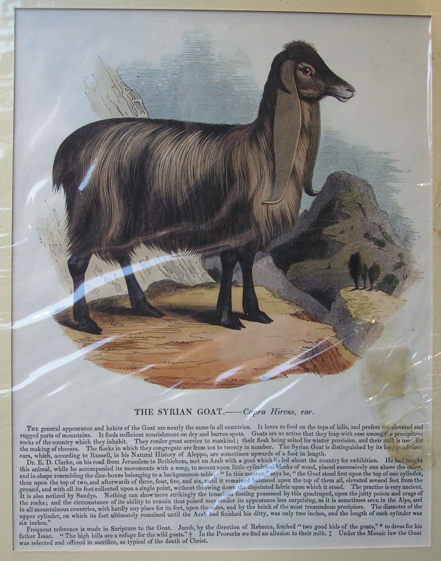 Wood - The Syrian Goat. - Capra Hircus, var.