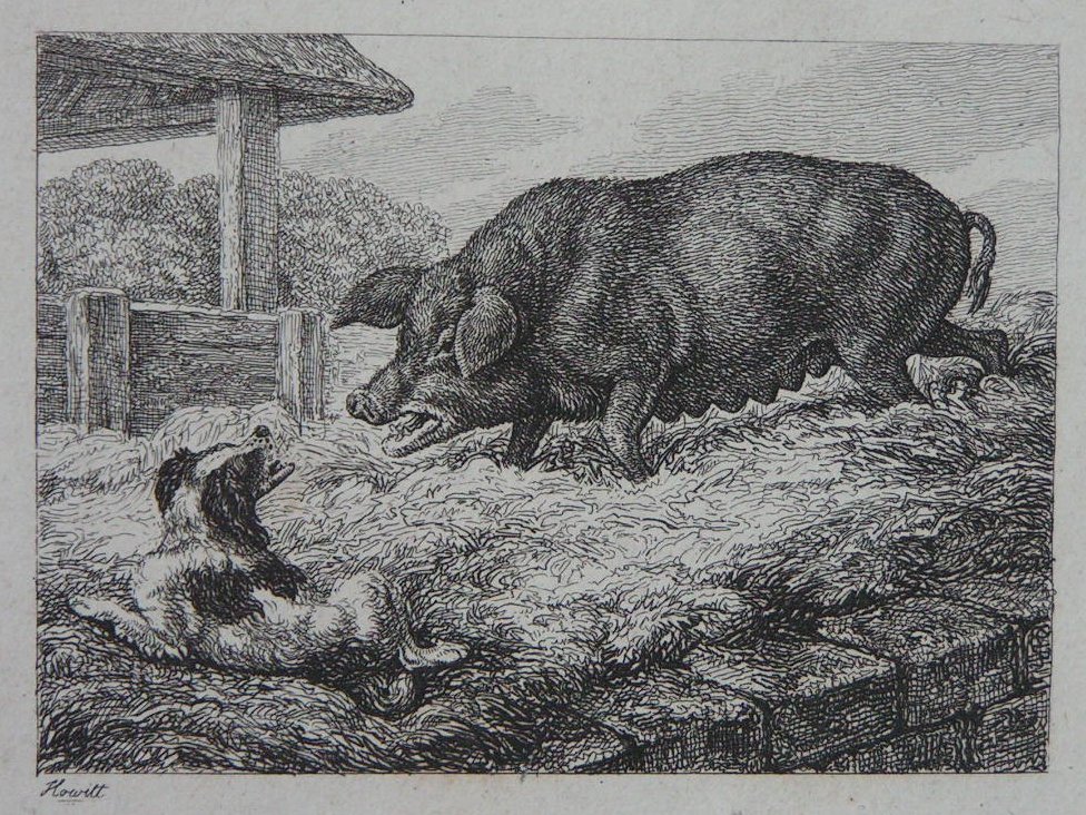 Etching - (Dog and Pig in sty) - Howitt