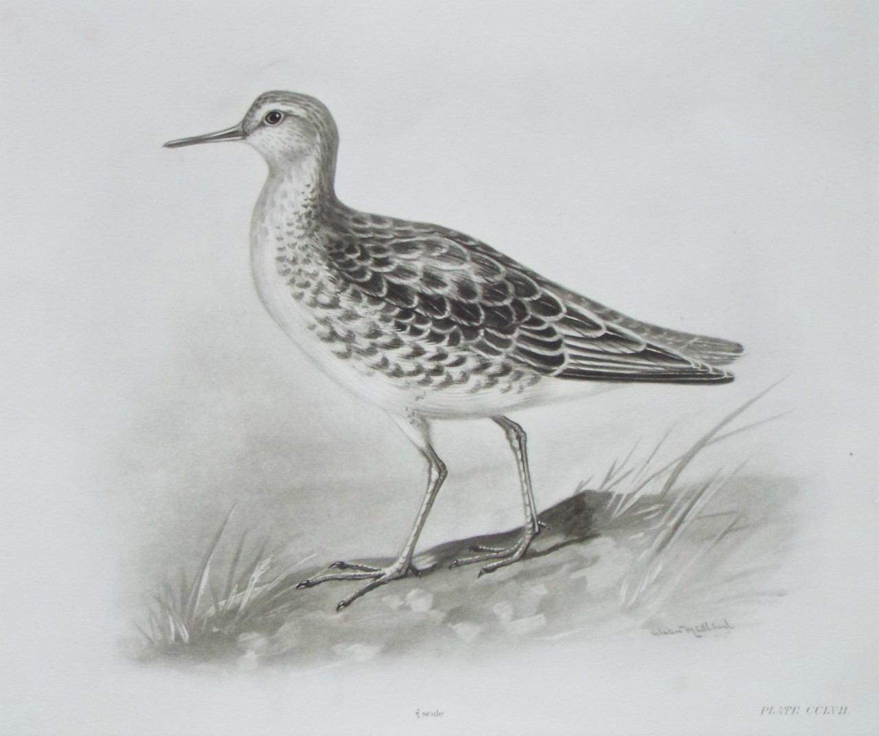 Gravure - Sandpiper?