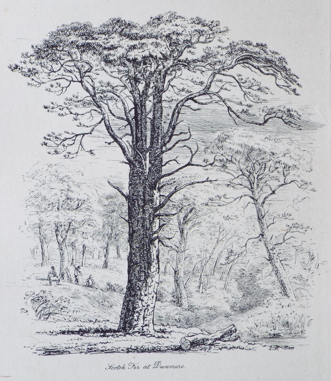 Etching - Scotch Fir at Dunmore. - Strutt