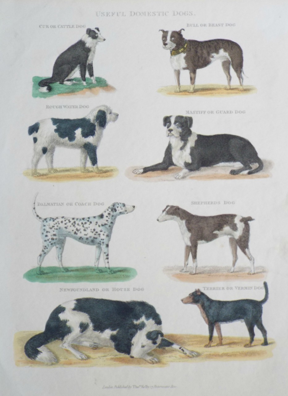 Print - Useful Domestic Dogs.
