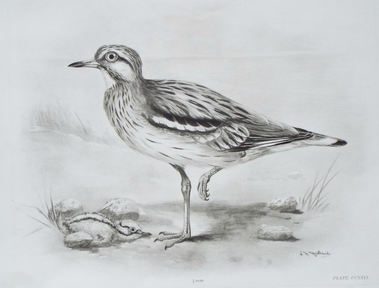 Gravure - Stone Curlew