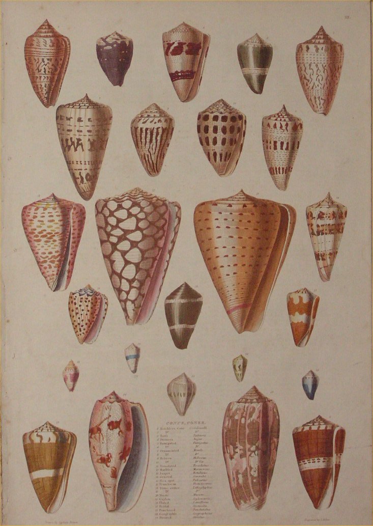 Print - 003 Conus, Cones - Milne