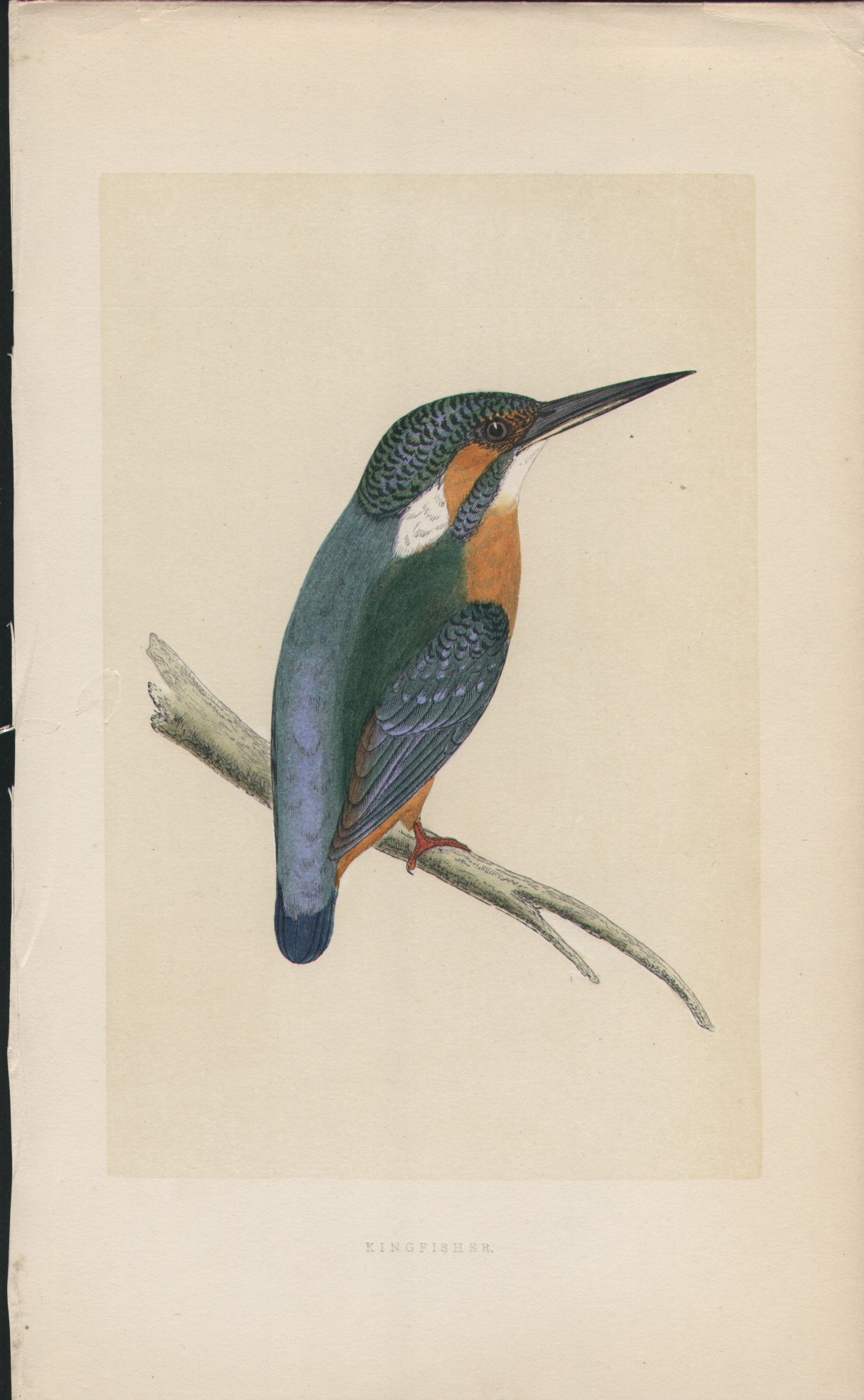 Wood - Kingfisher - Fawcett