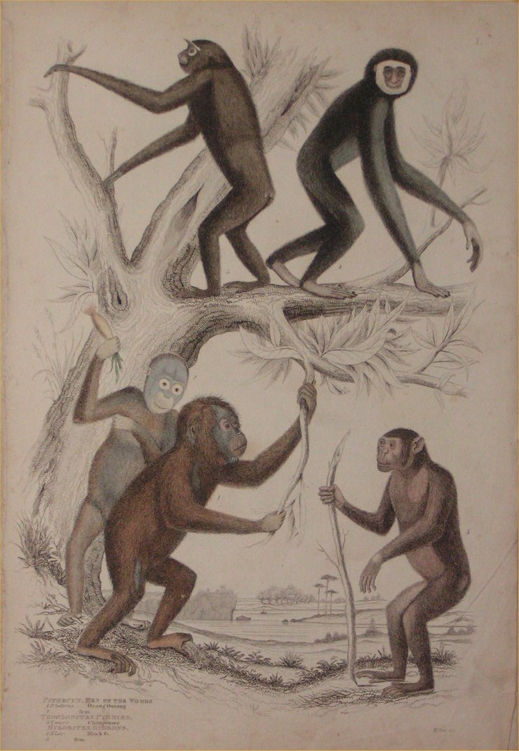 Print - 001 Pithecus, Menof the Woods. Troglodytes, Pygmies. Hylobates, Gibbons - Milne