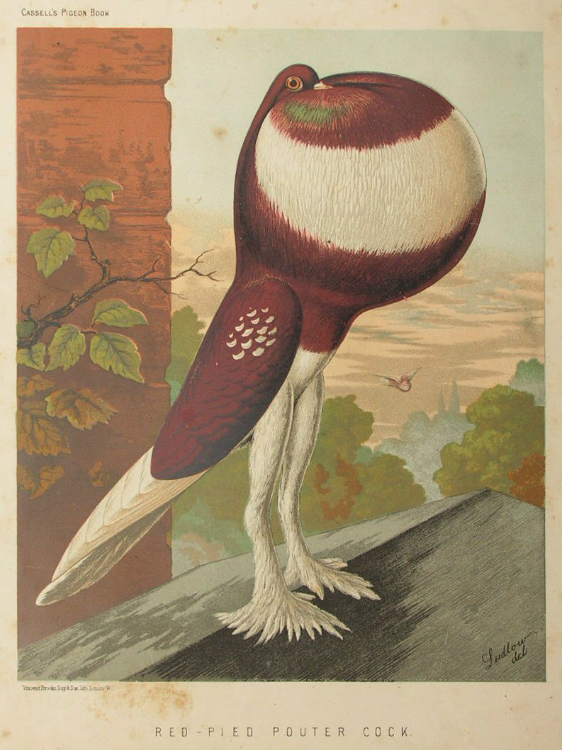 Chromolithograph - Red-Pied Pouter Cock