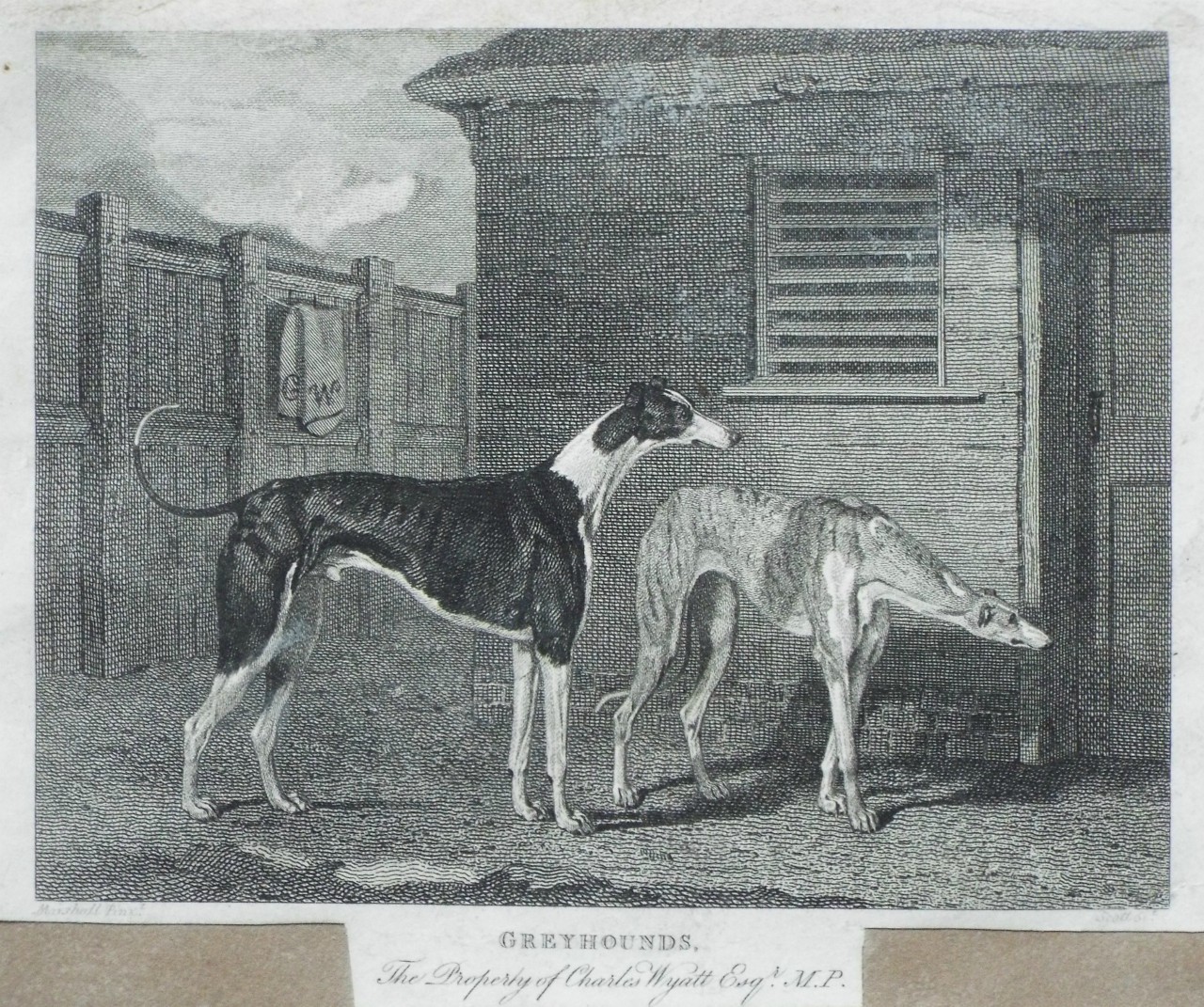 Print - Greyhounds. The Property of Charles WyattEsqr. M.P. - 