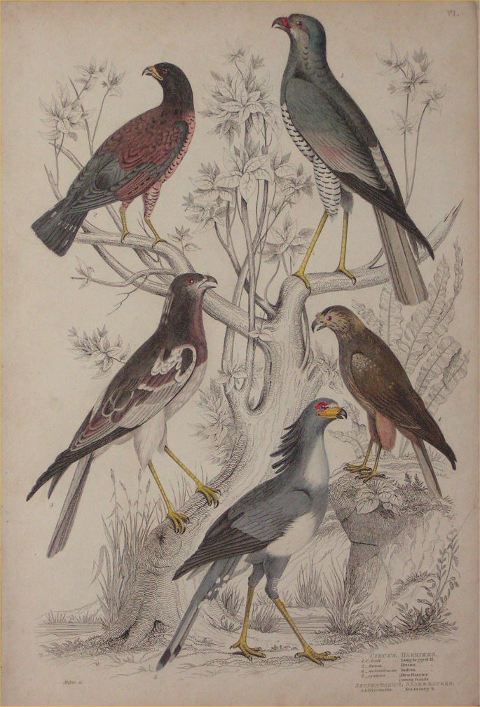 Print - 006 Circus, Harriers. Serpentarius, Snake-Eaters - Milne