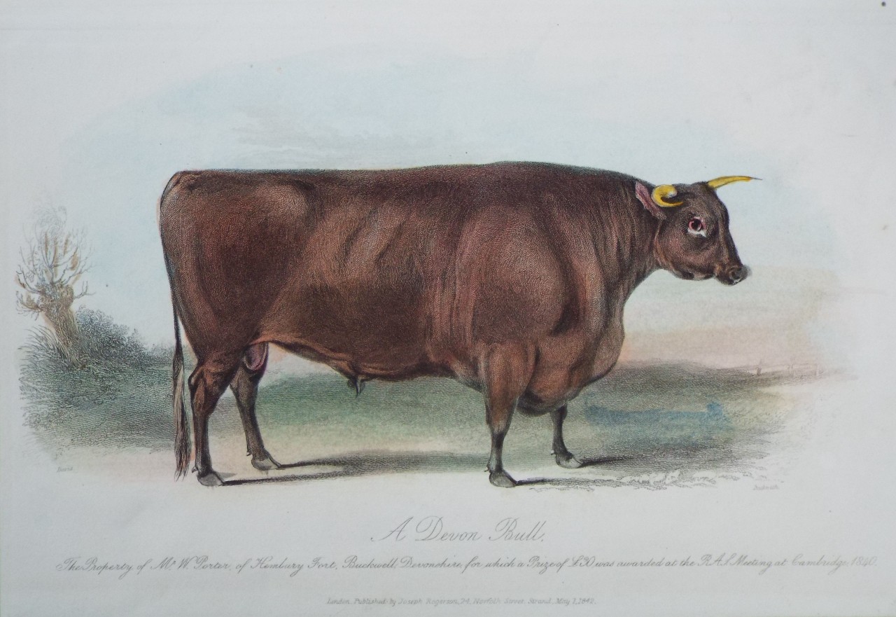 Print - A Devon Bull. The Property of Mr. W. Porter, of Hembury Fort, Buckwell, Devonshire, for which a Prize of £30 was awarded at R. A. S. Meeting at Cambridge, 1840. - 