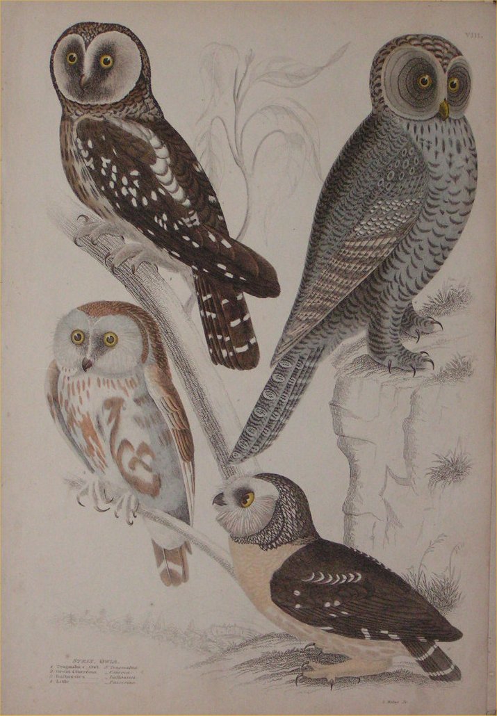 Print - 008 Strix, Owls - Milne