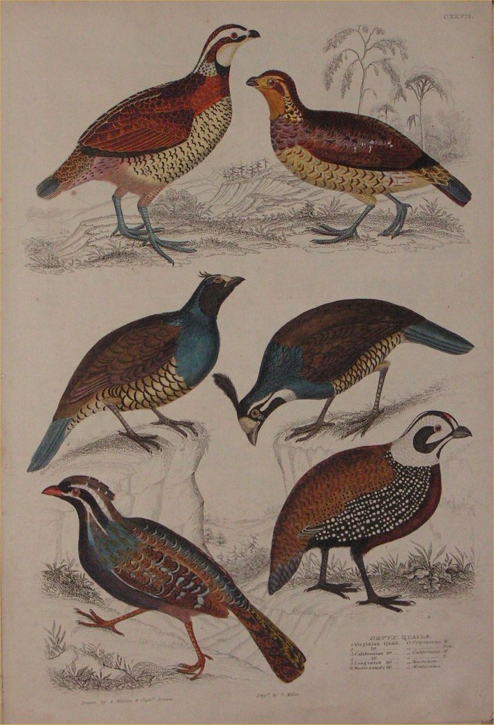 Print - 127 Ortyx, Quails - Milne