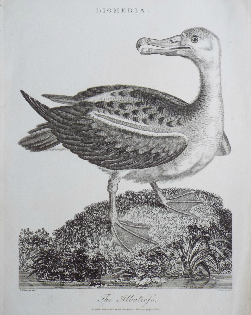 Print - Diomedia. The Albatross. - Pass