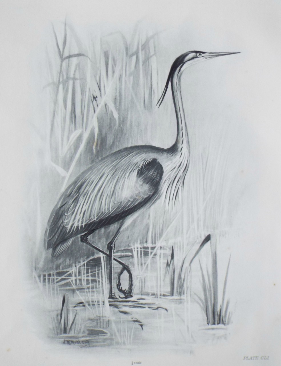 Gravure - Heron