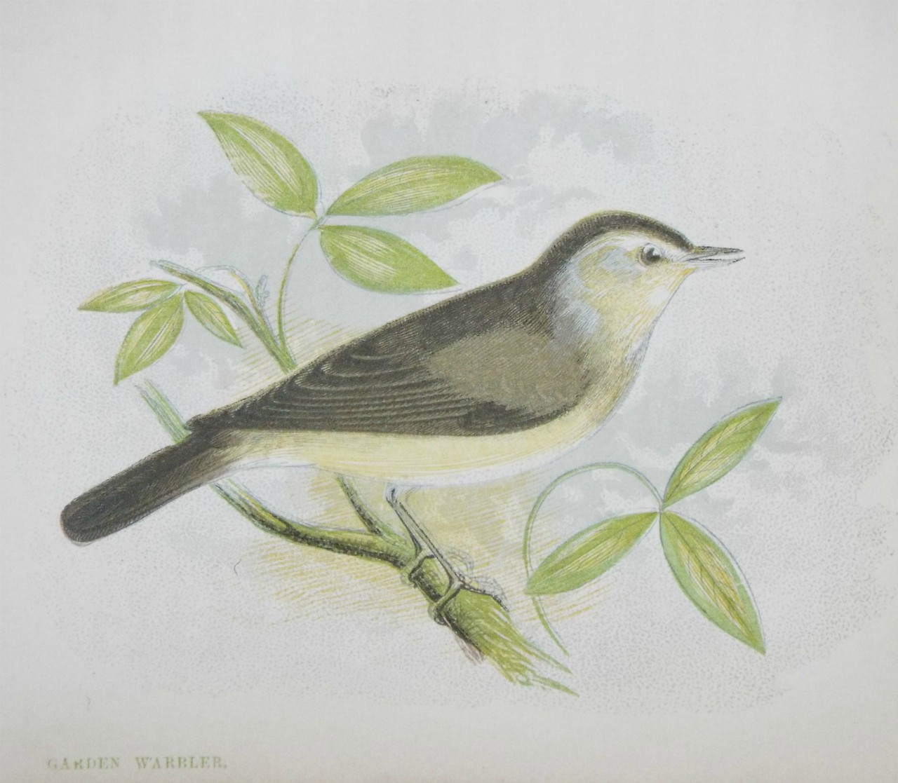 Chromo-lithograph - Garden Warbler.