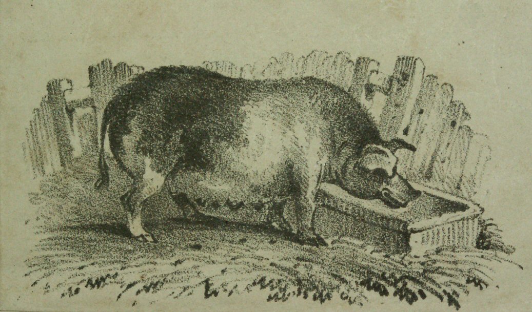 Lithograph - (pig)