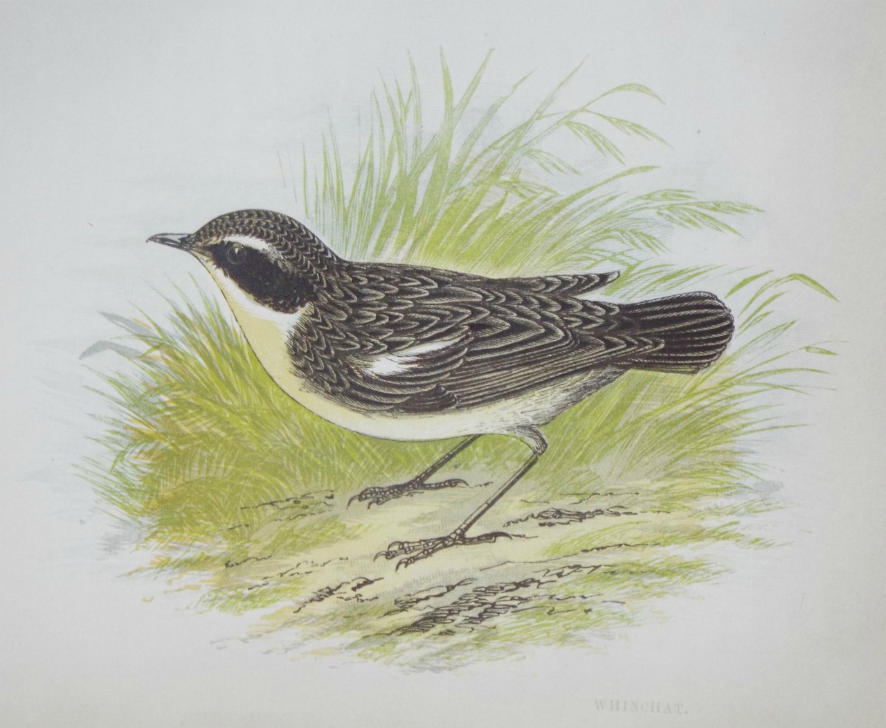 Chromo-lithograph - Whinchat.