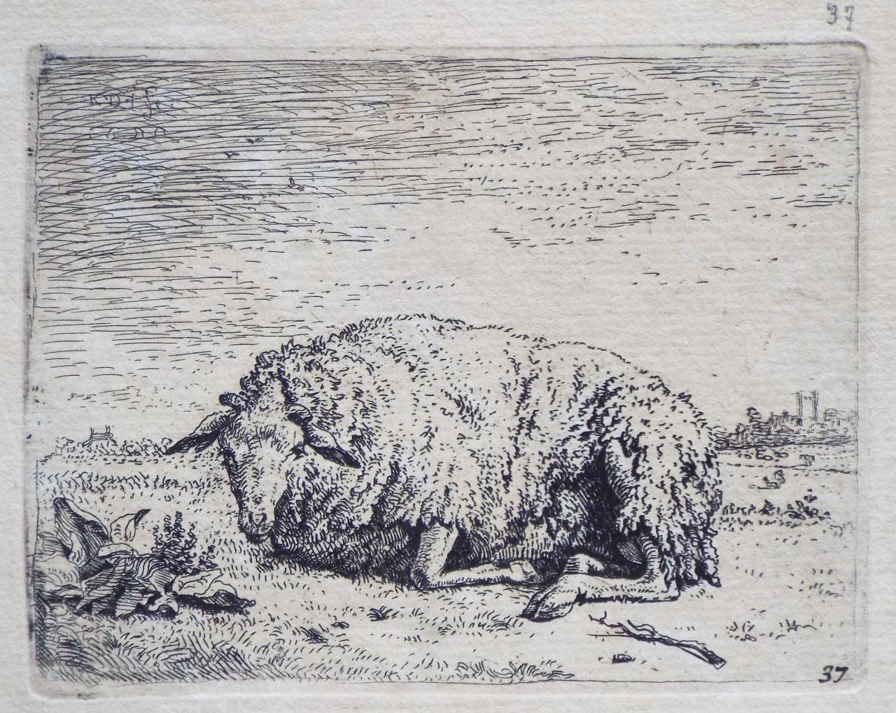 Etching - The Resting Sheep  - Dujardin