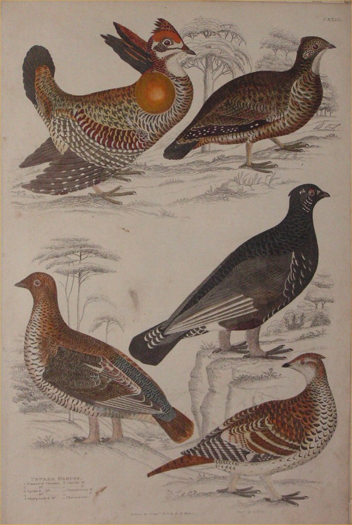 Print - 123 Tetrao, Grouse - Milne