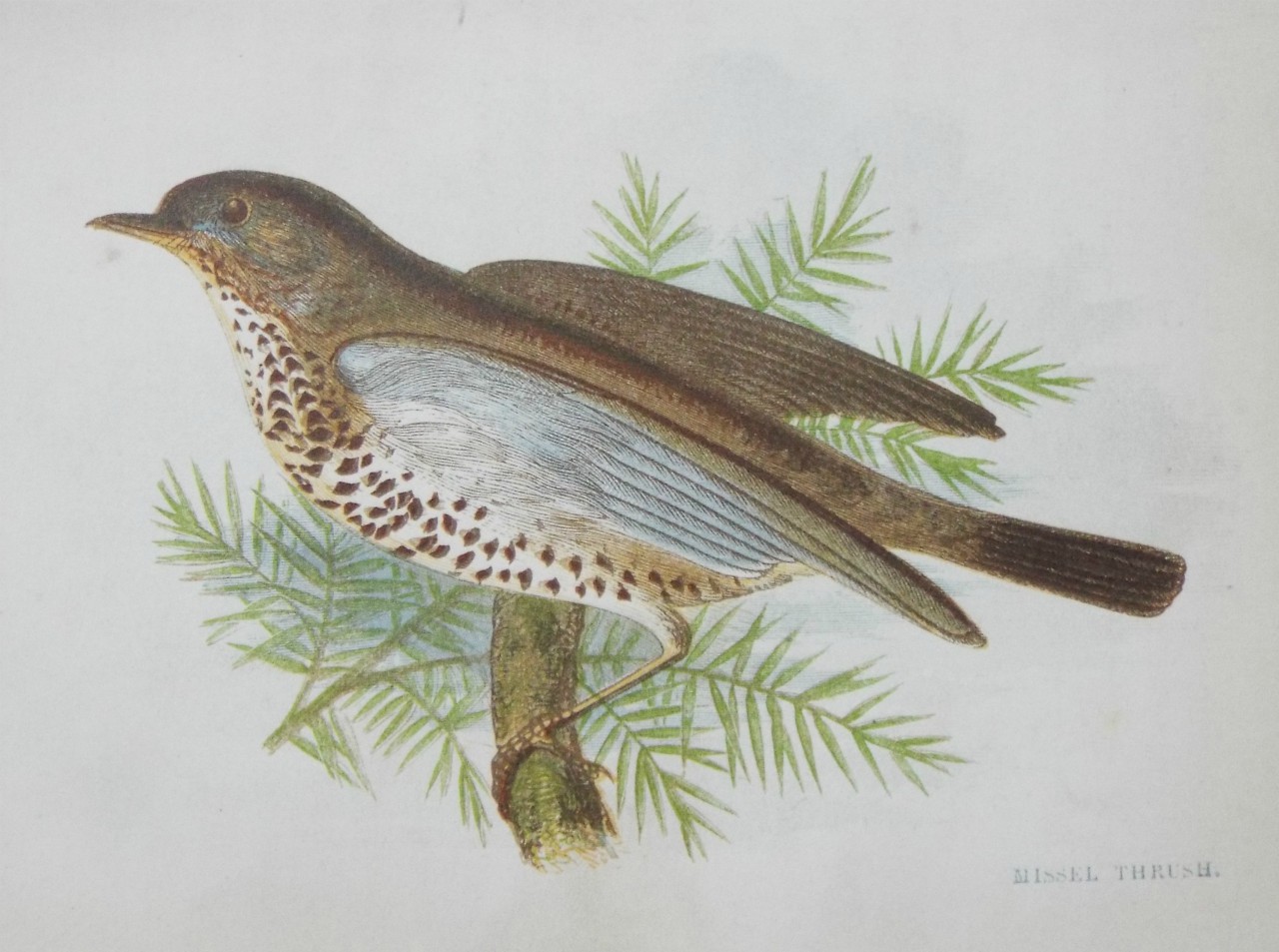 Chromo-lithograph - Missel Thrush.