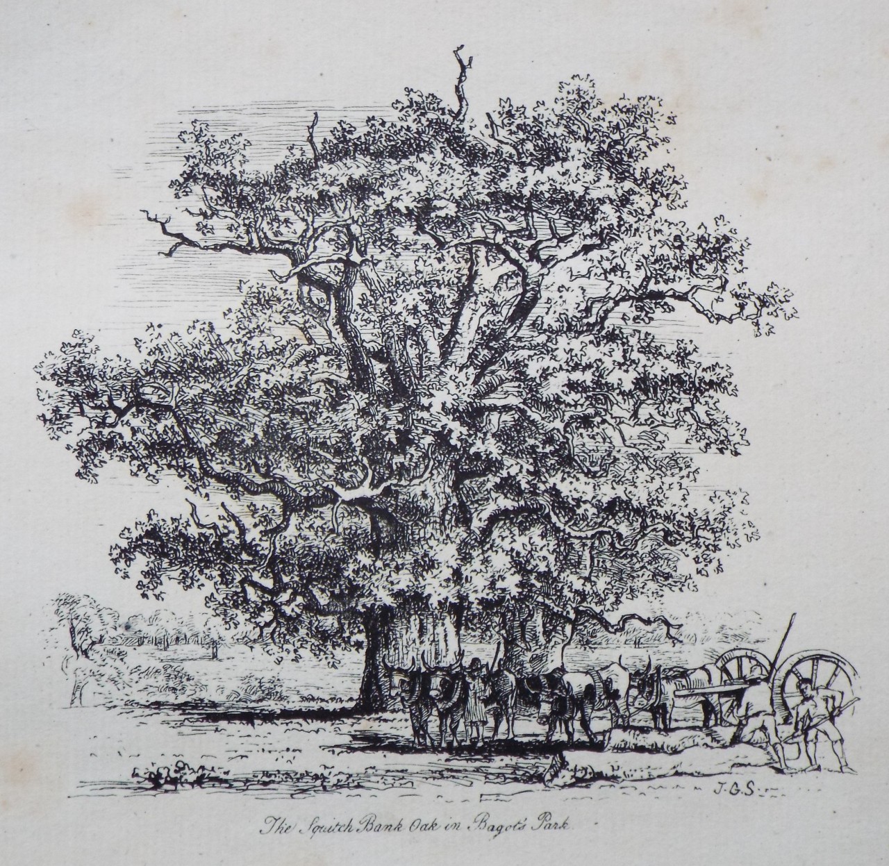 Etching - The Squitch Bank Oak in Bagot's Park. - Strutt