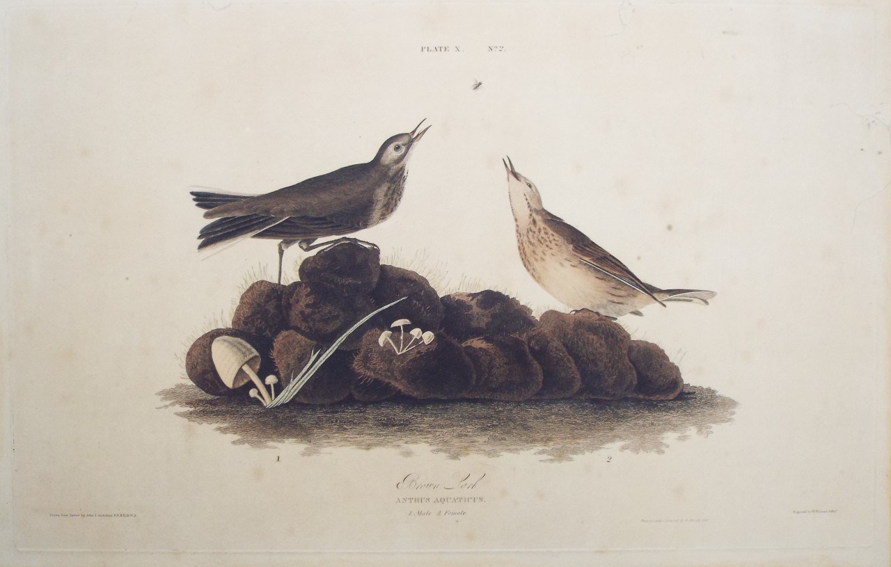 Aquatint - Brown Lark Anthus Aquaticus 1. Male 2. Female - Lizars