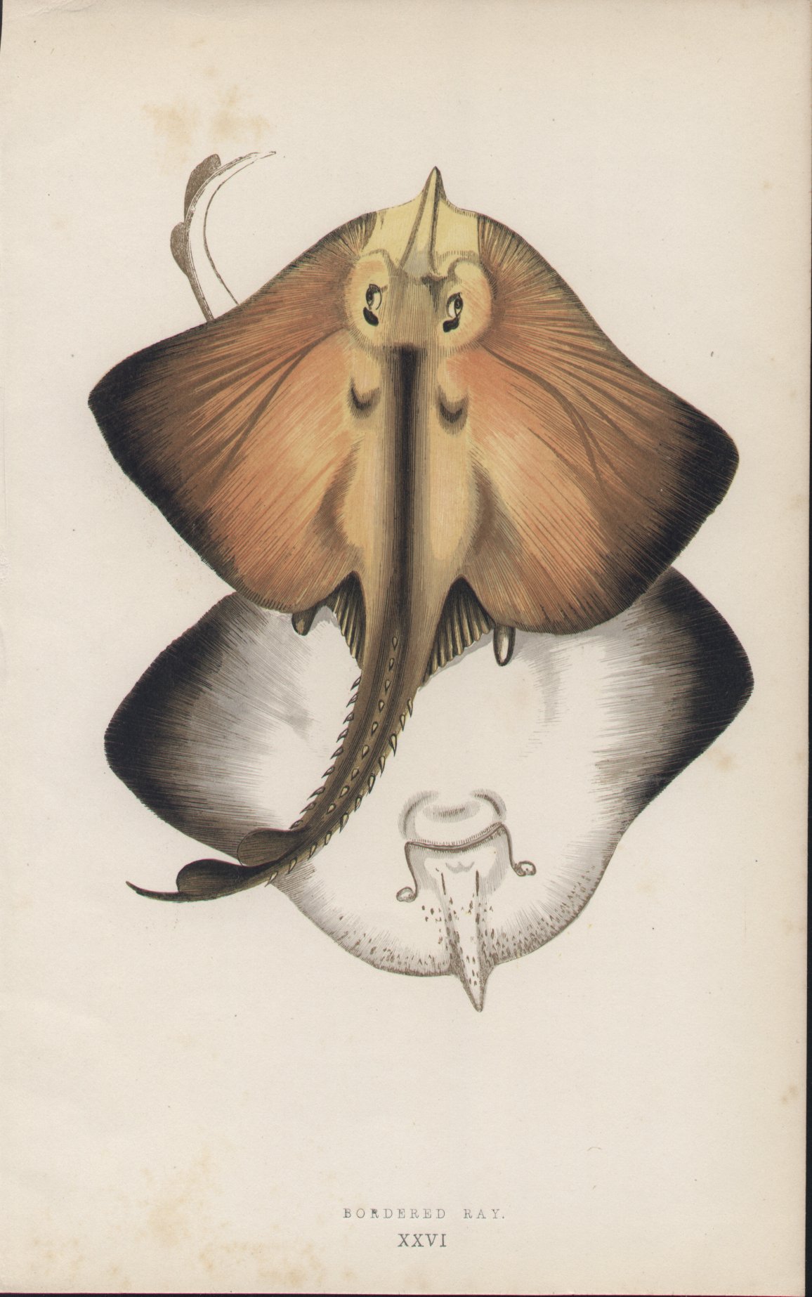 Chromolithograph - 026 Bordered Ray. XXVI - Fawcett