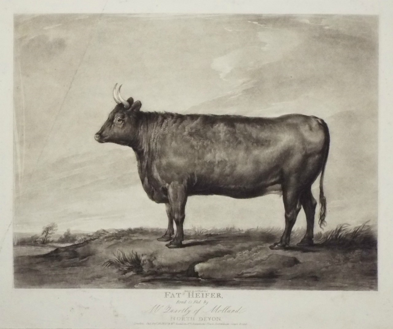 Mezzotint - Fat Heifer Bred & Fed by Mr Quartly of Molland, North Devon.