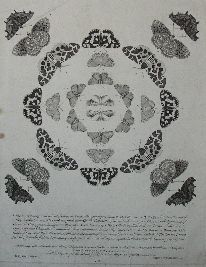 Print - The Scorch'd Wing Moth etc etc - Roberts