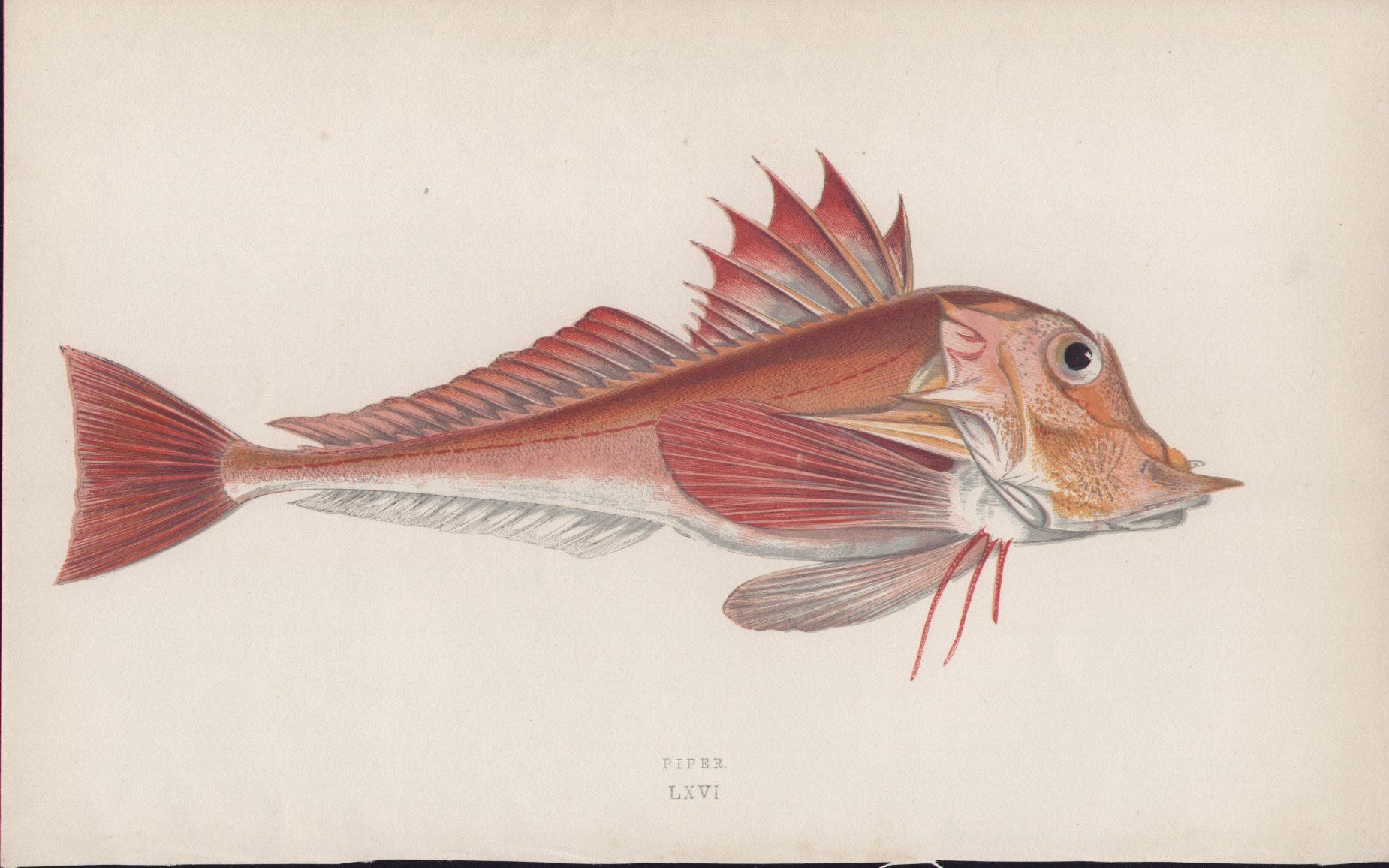 Chromolithograph - 066 Piper. LXVI - Fawcett