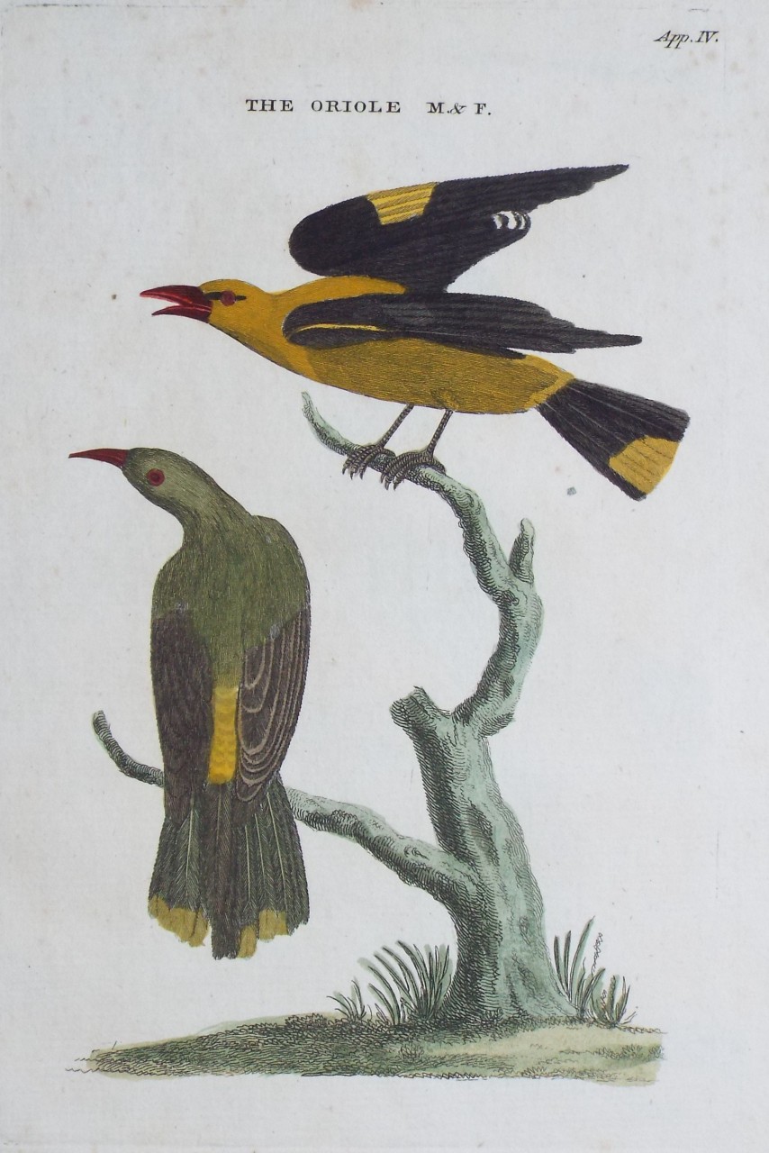 Print - The Oriole M & F.