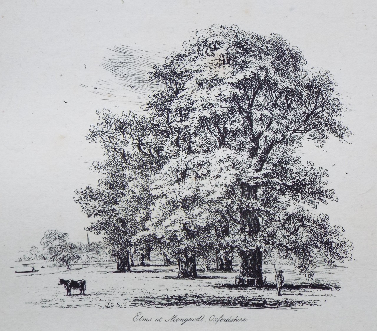 Etching - Elms at Mongewell, Oxfordshire. - Strutt